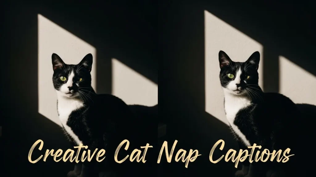 Creative Cat Nap Captions