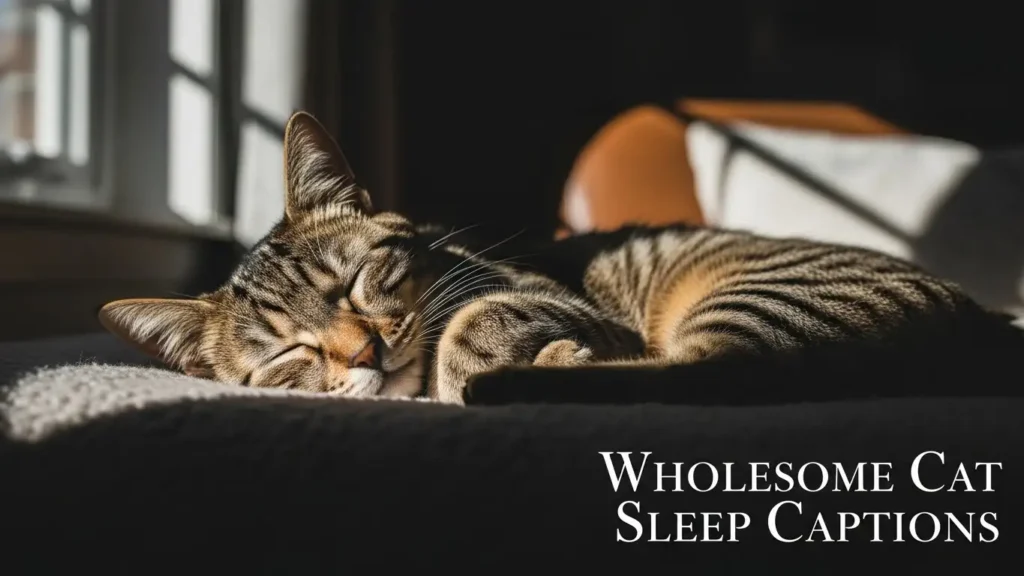 Wholesome Cat Sleep Captions