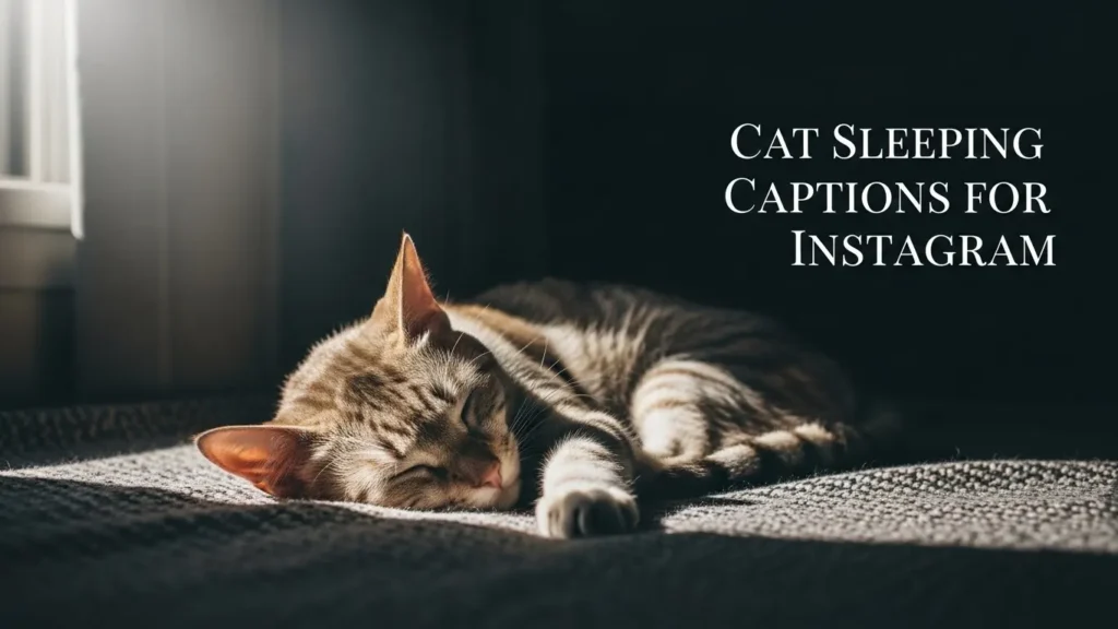 Cat Sleeping Captions for Instagram